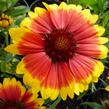 Kokarda osinatá 'Arizona Sun' - Gaillardia aristata 'Arizona Sun'