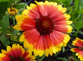 Kokarda osinatá 'Arizona Sun' - Gaillardia aristata 'Arizona Sun'