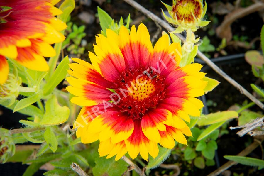 Kokarda osinatá 'Arizona Sun' - Gaillardia aristata 'Arizona Sun'