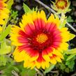 Kokarda osinatá 'Arizona Sun' - Gaillardia aristata 'Arizona Sun'