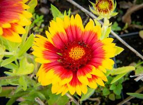 Kokarda osinatá 'Arizona Sun' - Gaillardia aristata 'Arizona Sun'