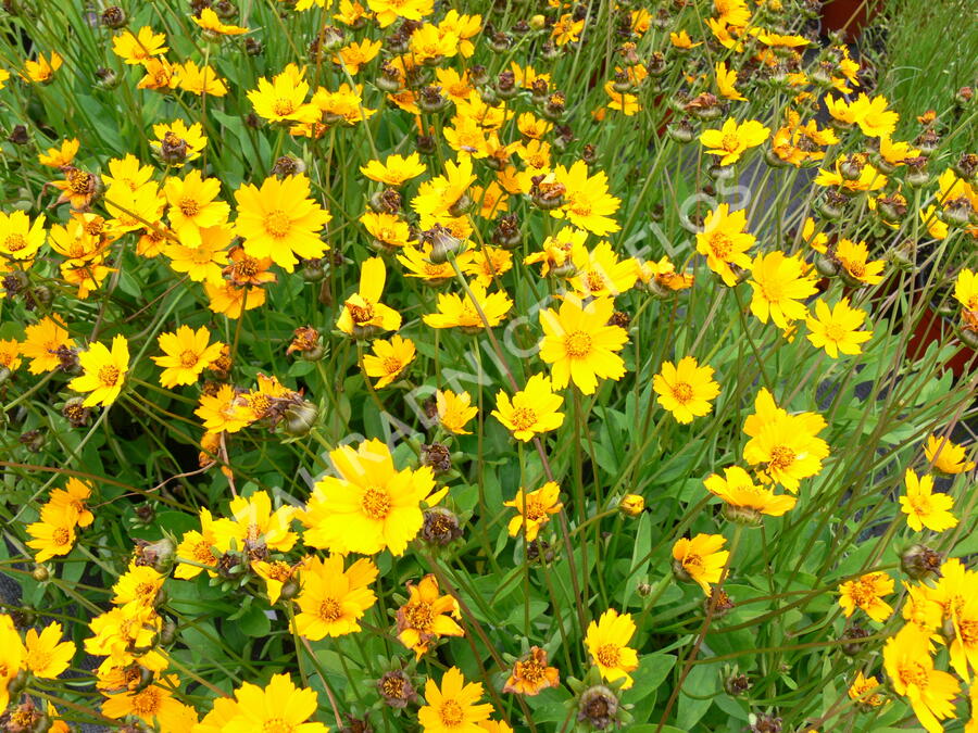 Krásnoočko 'Nana' - Coreopsis auriculata 'Nana'