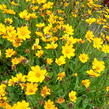 Krásnoočko 'Nana' - Coreopsis auriculata 'Nana'