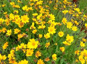 Krásnoočko 'Nana' - Coreopsis auriculata 'Nana'