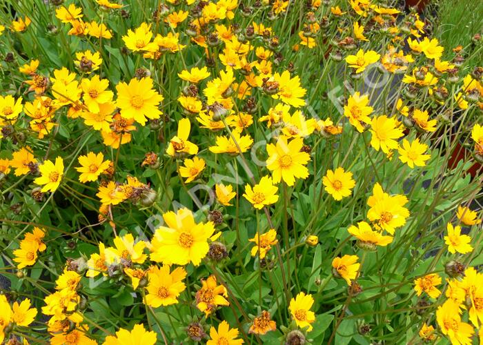 Krásnoočko 'Nana' - Coreopsis auriculata 'Nana'