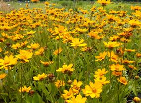 Krásnoočko 'Nana' - Coreopsis auriculata 'Nana'
