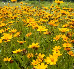 Krásnoočko 'Nana' - Coreopsis auriculata 'Nana'
