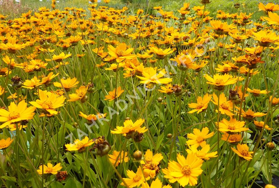Krásnoočko 'Nana' - Coreopsis auriculata 'Nana'