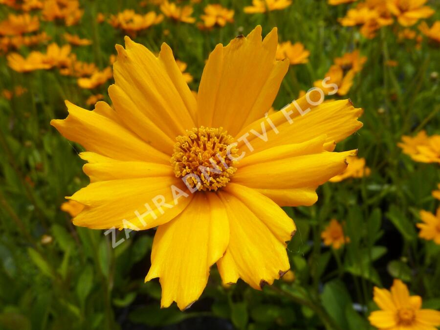Krásnoočko 'Nana' - Coreopsis auriculata 'Nana'