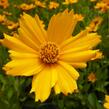 Krásnoočko 'Nana' - Coreopsis auriculata 'Nana'