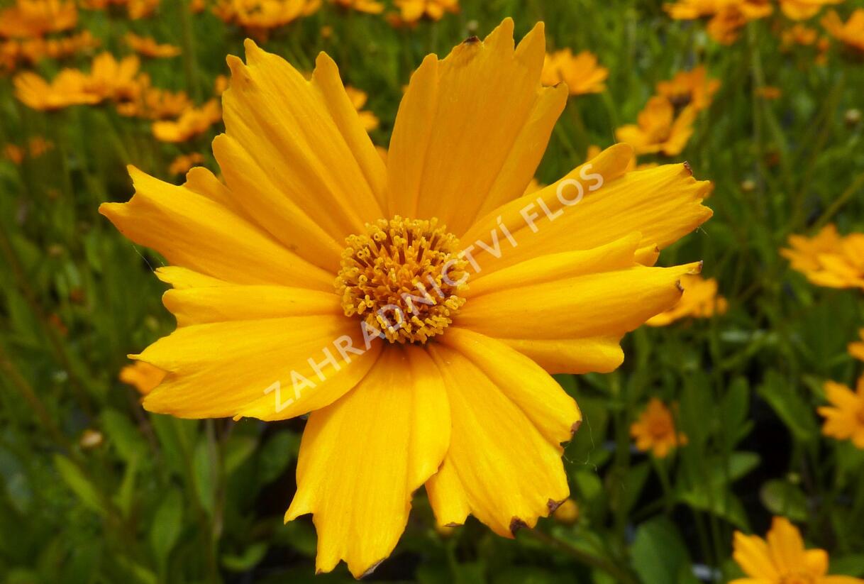 Krásnoočko 'Nana' - Coreopsis auriculata 'Nana'