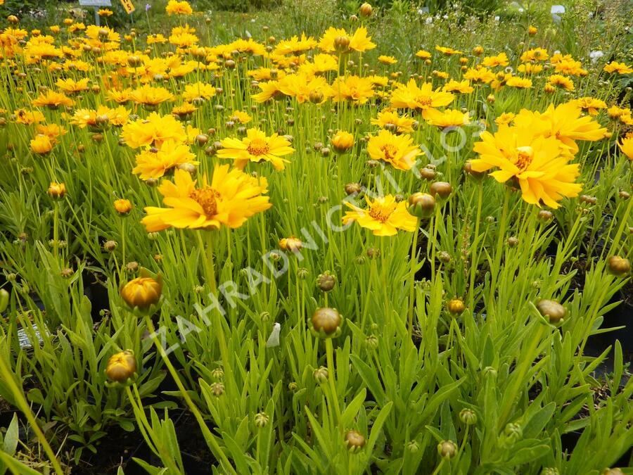 Krásnoočko velkokvěté 'Early Sunrise' - Coreopsis grandiflora 'Early Sunrise'