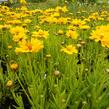 Krásnoočko velkokvěté 'Early Sunrise' - Coreopsis grandiflora 'Early Sunrise'