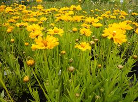 Krásnoočko velkokvěté 'Early Sunrise' - Coreopsis grandiflora 'Early Sunrise'