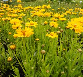 Krásnoočko velkokvěté 'Early Sunrise' - Coreopsis grandiflora 'Early Sunrise'