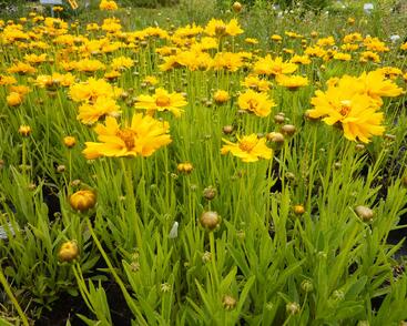 Krásnoočko velkokvěté 'Early Sunrise'