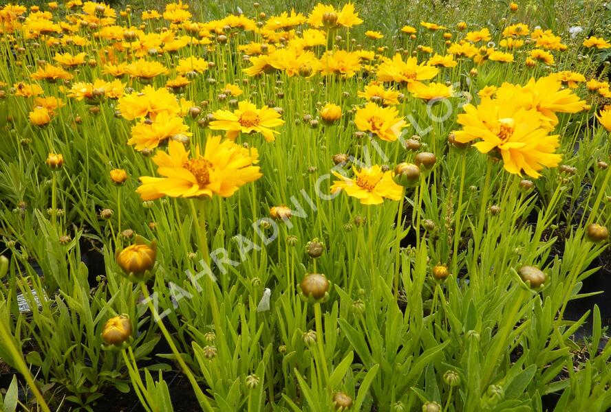 Krásnoočko velkokvěté 'Early Sunrise' - Coreopsis grandiflora 'Early Sunrise'