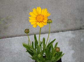 Krásnoočko velkokvěté 'Early Sunrise' - Coreopsis grandiflora 'Early Sunrise'