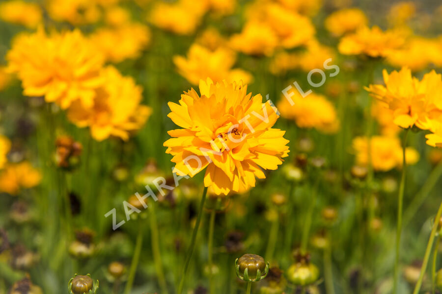 Krásnoočko velkokvěté 'Early Sunrise' - Coreopsis grandiflora 'Early Sunrise'