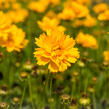 Krásnoočko velkokvěté 'Early Sunrise' - Coreopsis grandiflora 'Early Sunrise'