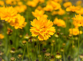 Krásnoočko velkokvěté 'Early Sunrise' - Coreopsis grandiflora 'Early Sunrise'