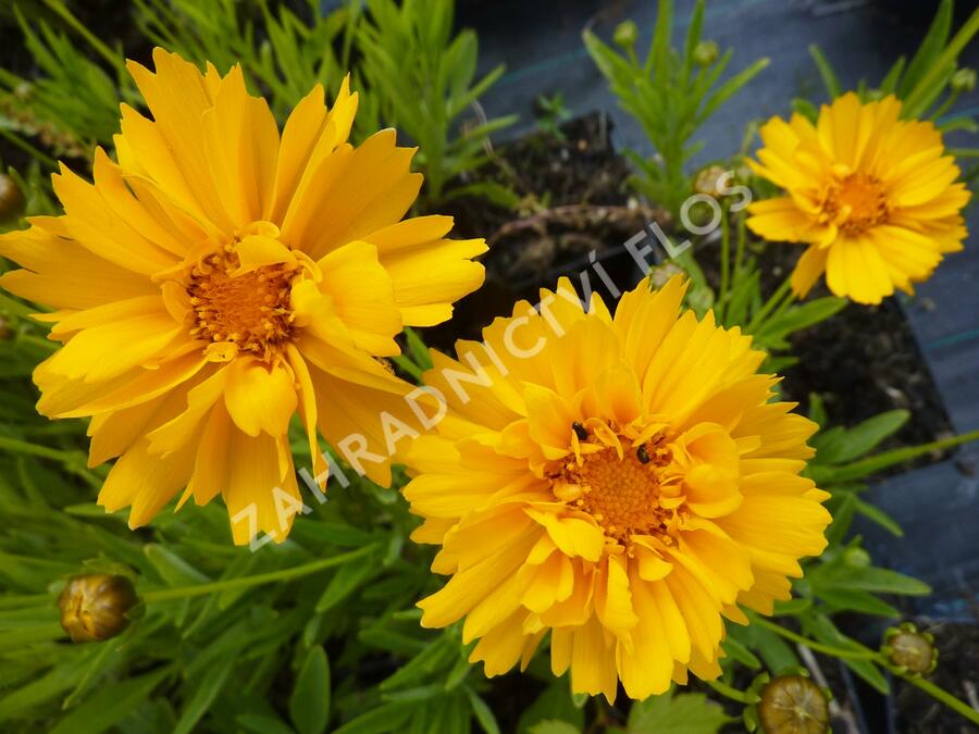 Krásnoočko velkokvěté 'Early Sunrise' - Coreopsis grandiflora 'Early Sunrise'