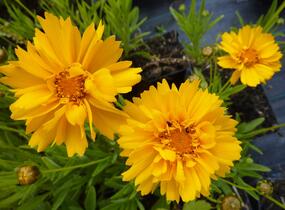 Krásnoočko velkokvěté 'Early Sunrise' - Coreopsis grandiflora 'Early Sunrise'