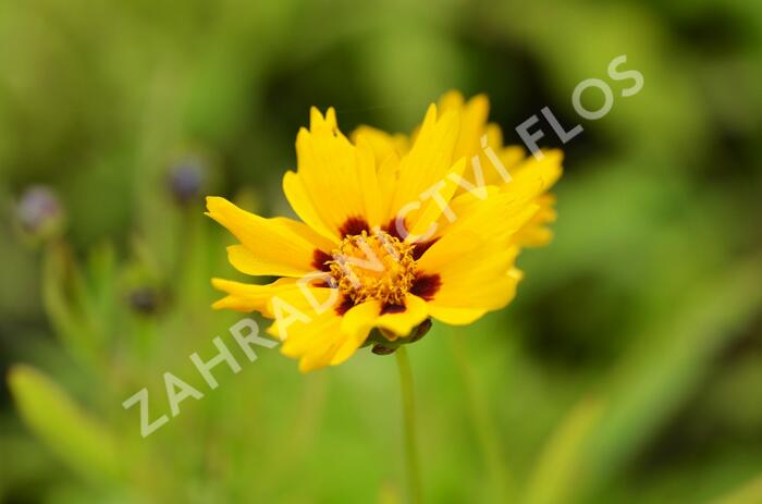 Krásnoočko 'Sterntaler' - Coreopsis lanceolata 'Sterntaler'