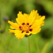 Krásnoočko 'Sterntaler' - Coreopsis lanceolata 'Sterntaler'