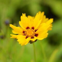 Krásnoočko 'Sterntaler' - Coreopsis lanceolata 'Sterntaler'