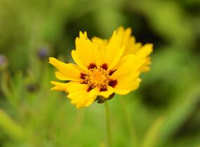 Krásnoočko 'Sterntaler' - Coreopsis lanceolata 'Sterntaler'