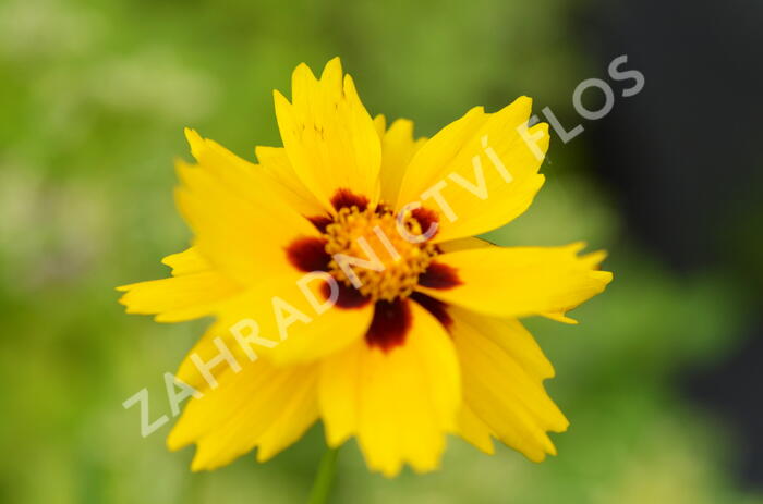 Krásnoočko 'Sterntaler' - Coreopsis lanceolata 'Sterntaler'
