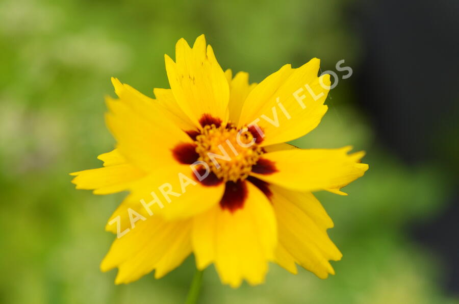 Krásnoočko 'Sterntaler' - Coreopsis lanceolata 'Sterntaler'
