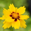 Krásnoočko 'Sterntaler' - Coreopsis lanceolata 'Sterntaler'