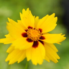 Krásnoočko 'Sterntaler' - Coreopsis lanceolata 'Sterntaler'