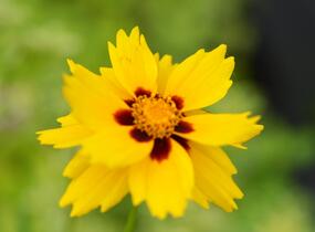 Krásnoočko 'Sterntaler' - Coreopsis lanceolata 'Sterntaler'
