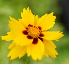 Krásnoočko 'Sterntaler' - Coreopsis lanceolata 'Sterntaler'