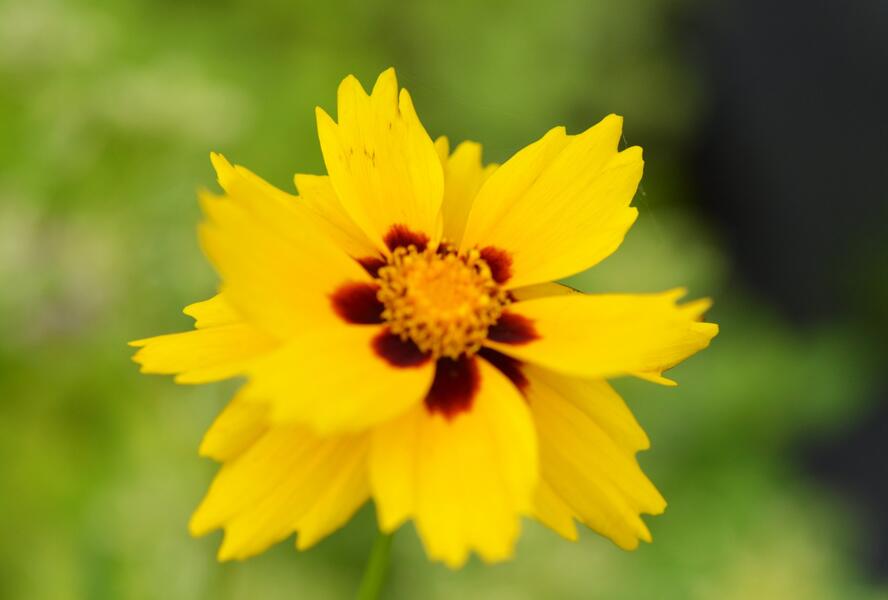 Krásnoočko 'Sterntaler' - Coreopsis lanceolata 'Sterntaler'