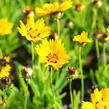 Krásnoočko 'Sunfire' - Coreopsis lanceolata 'Sunfire'