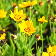 Krásnoočko 'Sunfire' - Coreopsis lanceolata 'Sunfire'