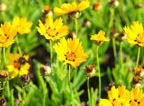 Krásnoočko 'Sunfire' - Coreopsis lanceolata 'Sunfire'