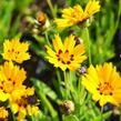 Krásnoočko 'Sunfire' - Coreopsis lanceolata 'Sunfire'