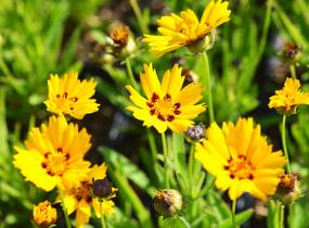 Krásnoočko 'Sunfire' - Coreopsis lanceolata 'Sunfire'