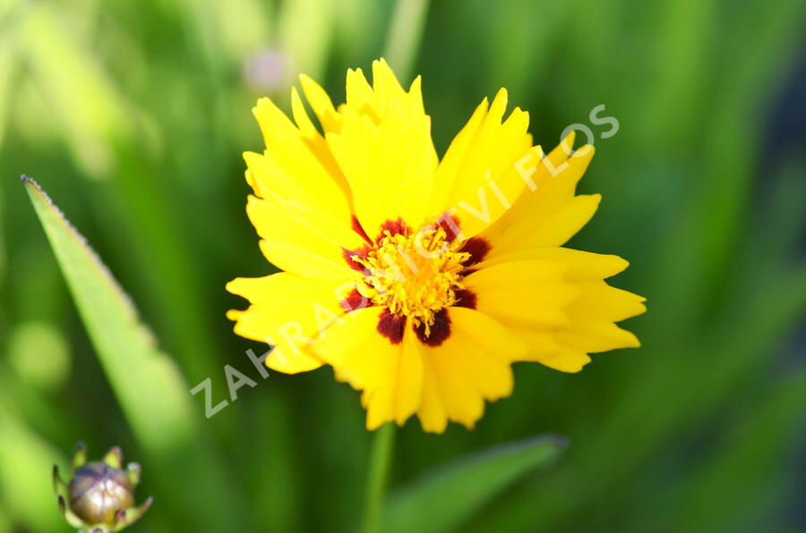 Krásnoočko 'Sunfire' - Coreopsis lanceolata 'Sunfire'