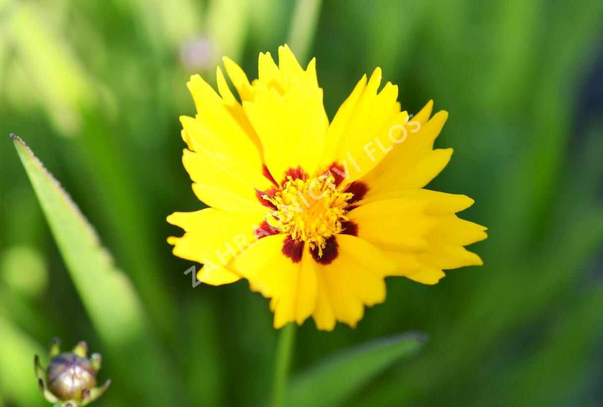 Krásnoočko 'Sunfire' - Coreopsis lanceolata 'Sunfire'