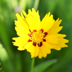 Krásnoočko 'Sunfire' - Coreopsis lanceolata 'Sunfire'