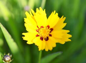 Krásnoočko 'Sunfire' - Coreopsis lanceolata 'Sunfire'