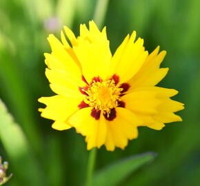 Krásnoočko 'Sunfire' - Coreopsis lanceolata 'Sunfire'