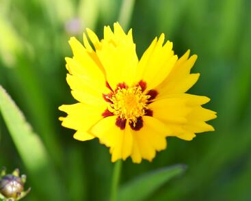 Krásnoočko 'Sunfire'