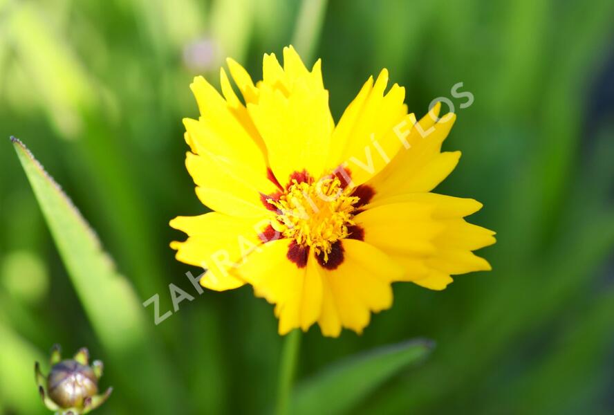 Krásnoočko 'Sunfire' - Coreopsis lanceolata 'Sunfire'